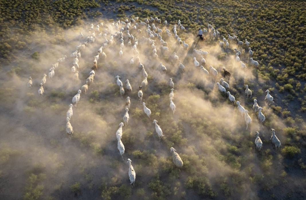 Konyalı besiciler kuraklığa çözüm buldu! Verim düşmeyecek 9